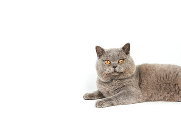  Cheeky gray cat with yellow eyes lies on a white background.
