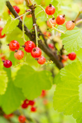 Red currant berries hang on a Bush in summer