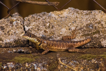 crocodile in water