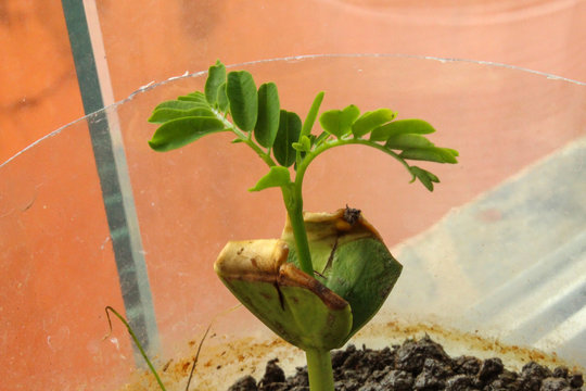 a small young guapuruvu plant
