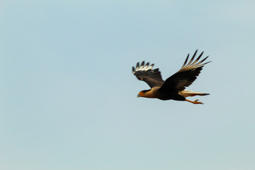 bald eagle in flight