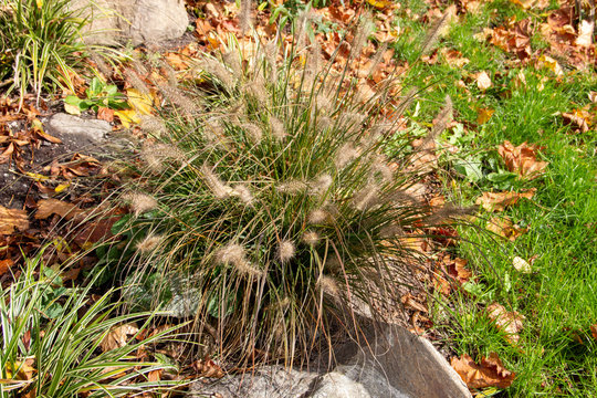 Fountain grass, Cenchrus, is a widespread genus of flowering plants in the grass family
