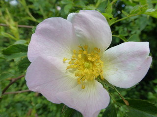 Wiesenblumen im Frühling