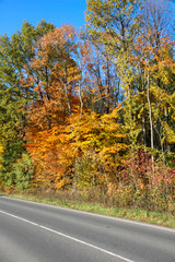 Fototapeta premium Coloful leaves in autumn in sunshine