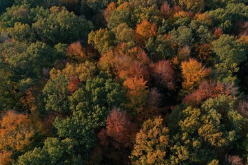 Autumn Forest