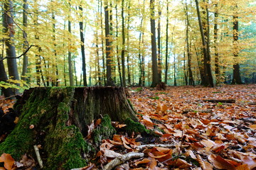 Autumn Forest