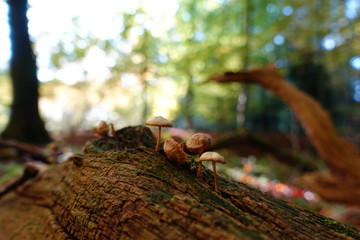Autumn Forest Leaves
