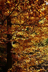 Autumn Forest Leaves