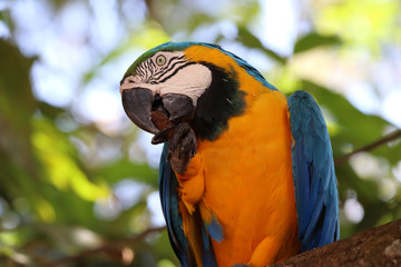 blue-and-yellow macaw (Ara ararauna) - Pantanal, Mato Grosso, Brazil