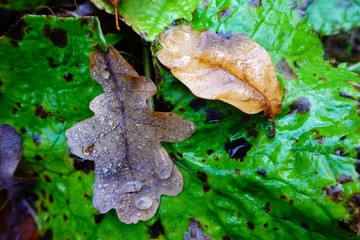 Autumn Forest Leaves