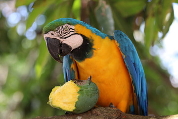 blue-and-yellow macaw (Ara ararauna) - Pantanal, Mato Grosso, Brazil © Christian