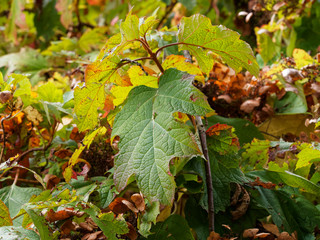 Hydrangea quercifolia  |  Oakleaf hydrangea or oak-leaved hydrangea with rusty-brown flowers and beautiful rich shades of red, bronze and purple in autumn