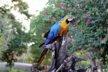 blue-and-yellow macaw (Ara ararauna) - Pantanal, Mato Grosso, Brazil
