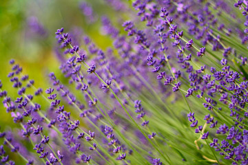 blooming purple lavender flowers in the garden, closeup view