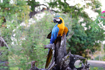 blue-and-yellow macaw (Ara ararauna) - Pantanal, Mato Grosso, Brazil