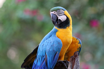 blue-and-yellow macaw (Ara ararauna) - Pantanal, Mato Grosso, Brazil