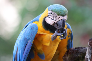 blue-and-yellow macaw (Ara ararauna) - Pantanal, Mato Grosso, Brazil