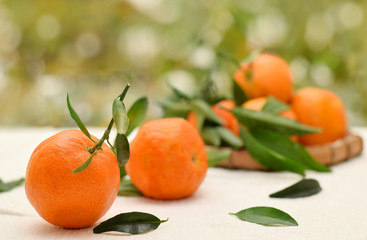Mandarin ripe in group against blurred green background