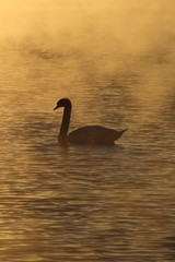 Schwan bei sonnenaufgang