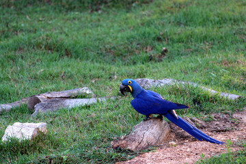 Hyacinth macaw (Anodorhynchus hyacinthinus) - Pantanal, Mato Grosso, Brazil