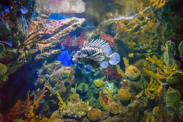 Lionfish in Barcelona aquarium