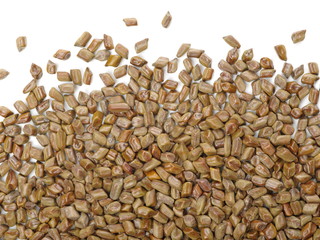 Cassia tora , Sicklepod on white background