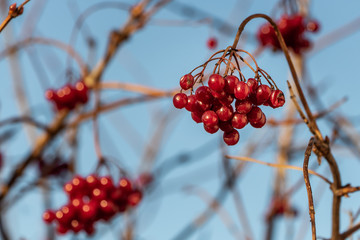 Bunch of bright red ripe viburnum berries is in a park in autumn