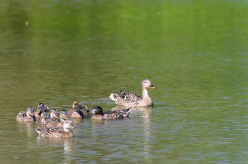 Wood duck mom and chicks