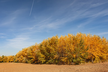 Yellow autumn foliage on crowns of trees in forest
