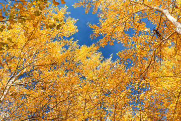 Yellow autumn leaves fall from the crown