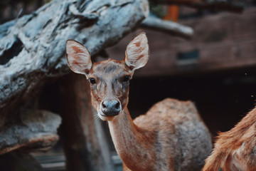 portrait of a deer