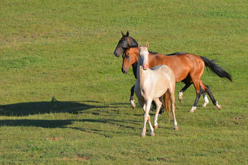 Naklejka na ściany i meble Herd of akhal teke breed mares running in the green pasture in summer. Animals in motion.