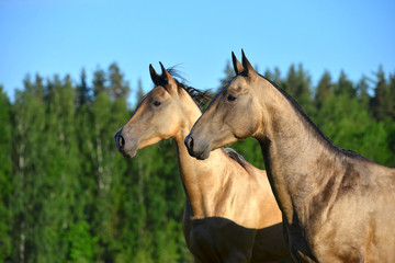 Fototapeta na wymiar Two buckskin akhal teke horses in the pasture in summer. Animal portrait.