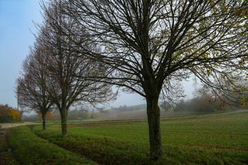 Fototapeta na wymiar Morning fog. Autumn landscape with roads and trees