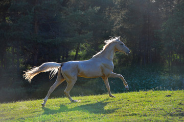 Naklejka na ściany i meble Dirty cremello akhal teke breed stallion running in gallop in the field in backlight.