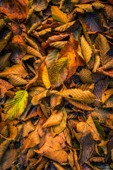 Detail of colorful leaves on the ground during autumn in a forest