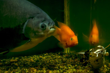 Tropical fish in a large aquarium. Natural aquarium representing tropical biotope.