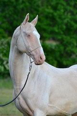 Obraz na płótnie Canvas Perlino Akhal Teke stallion with blue eyes in a show halter outside. Portrait.