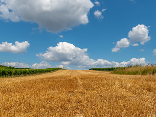 Fototapeta na wymiar Scythed grain field with blue sky and white clouds during sunny day near Prellenkirchen Austria.