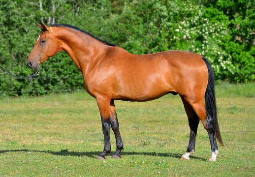 Bay akhal teke horse standing in the field in show halter. Animal portrait.