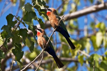Colorful African couples of bird on branch