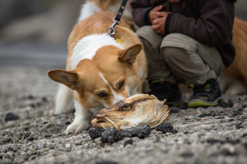 Dog Welsh Corgi Pembroke sniffs the head of dried cod