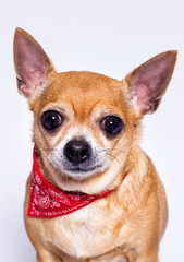 adult chihuahua dog looks up on a white background