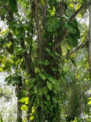 Nature and Details Kohunlich Mayan Ruins Mexico