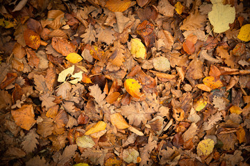 Dry yellow and orange autumn leaves natural background