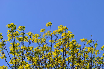 Treetops showing their first golden green leaves  of spring