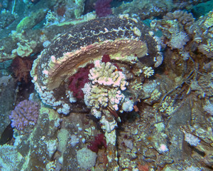 Cargo from the wreck of the Yolanda at the tip of the Sinai Peninsula in Egypt