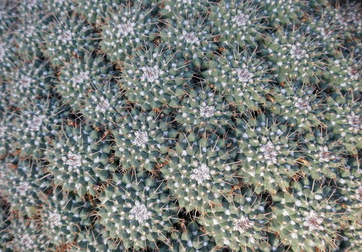 Warts cactus, Mammillaria compresa, Mammalaria angularis, Cactaceae