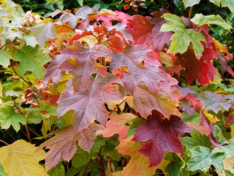 Hydrangea Quercifolia  |  Oakleaf Hydrangea Or Oak-leaved Hydrangea With Rusty-brown Flowers And Beautiful Rich Shades Of Red, Bronze And Purple In Autumn