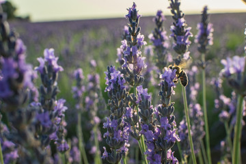 Lavender party in Brihuega, Guadalajara, Spain